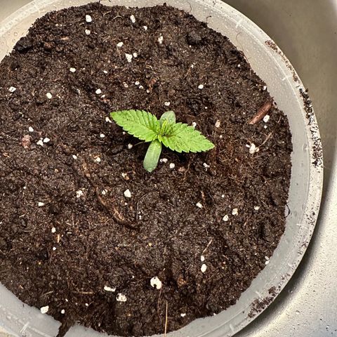 Purple Lemonade FF growlog timeline photo