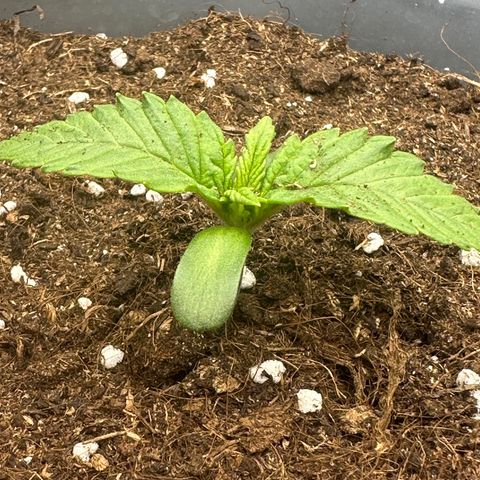 Purple Lemonade FF growlog timeline photo