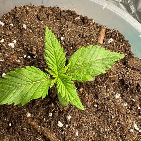 Purple Lemonade FF growlog timeline photo