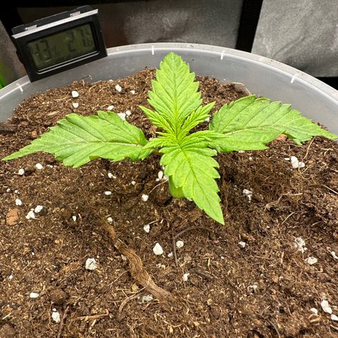 Purple Lemonade FF growlog timeline photo