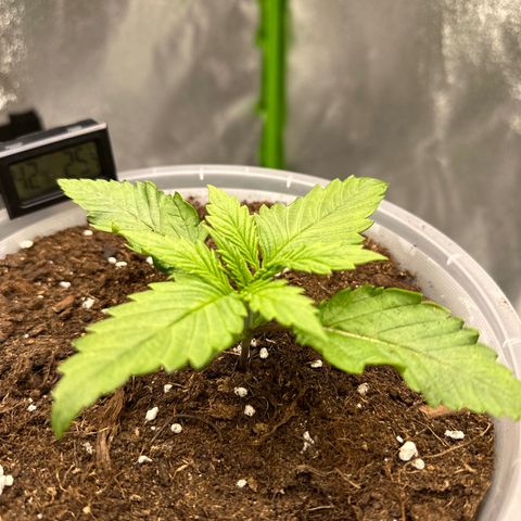 Purple Lemonade FF growlog timeline photo