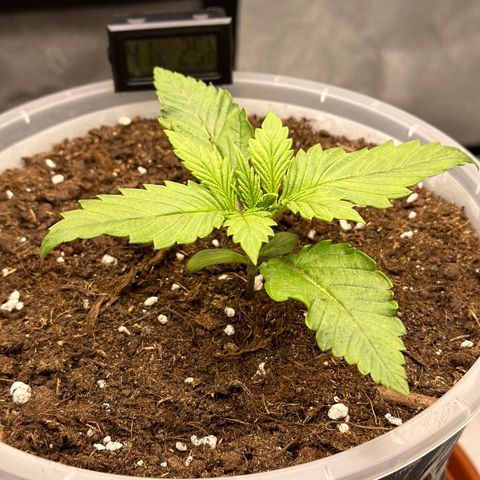 Purple Lemonade FF growlog timeline photo