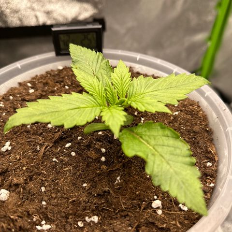 Purple Lemonade FF growlog timeline photo