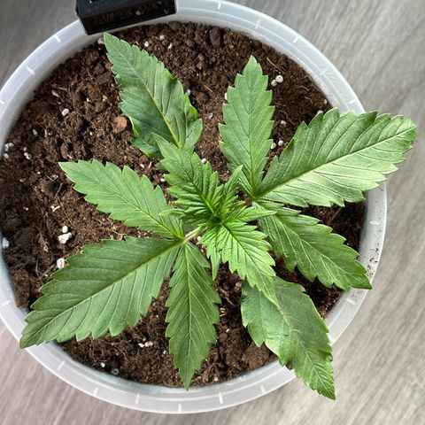 Purple Lemonade FF growlog timeline photo