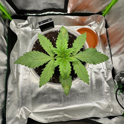 Purple Lemonade FF growlog timeline photo