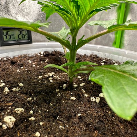 Purple Lemonade FF growlog timeline photo