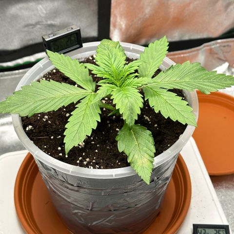 Purple Lemonade FF growlog timeline photo