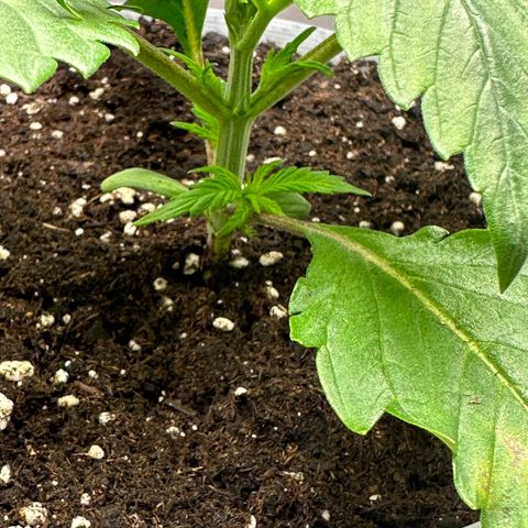 Purple Lemonade FF growlog timeline photo