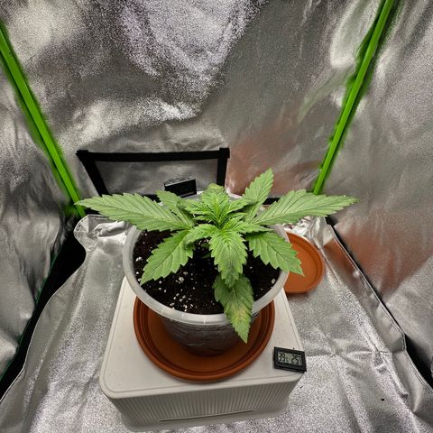 Purple Lemonade FF growlog timeline photo