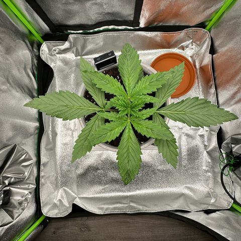 Purple Lemonade FF growlog timeline photo