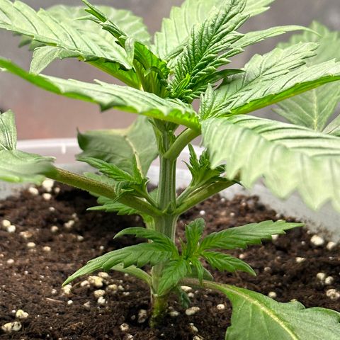 Purple Lemonade FF growlog timeline photo