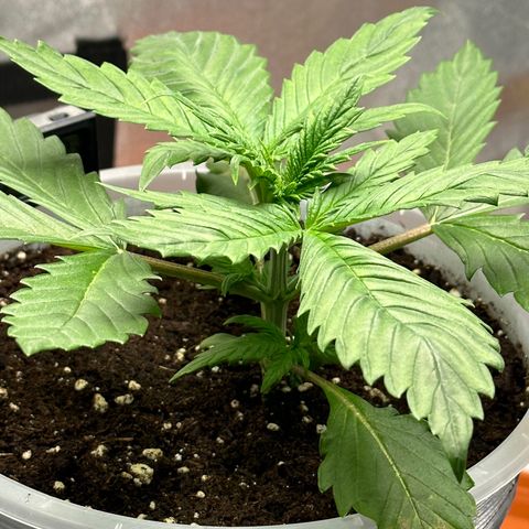 Purple Lemonade FF growlog timeline photo