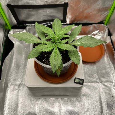 Purple Lemonade FF growlog timeline photo