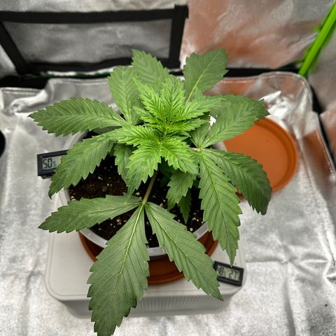 Purple Lemonade FF growlog timeline photo