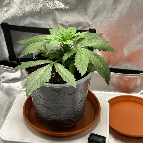 Purple Lemonade FF growlog timeline photo