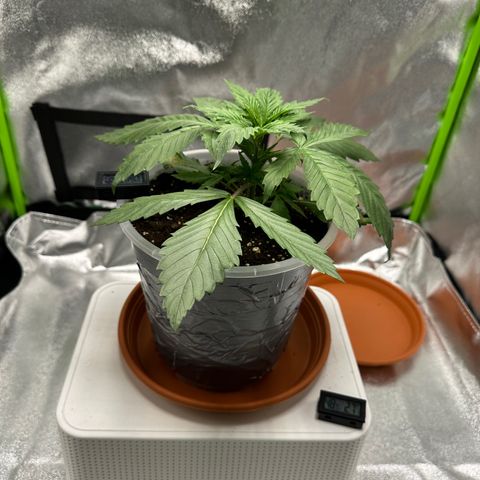 Purple Lemonade FF growlog timeline photo