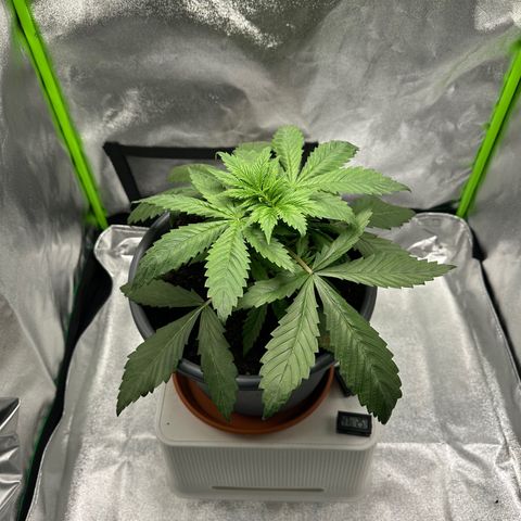 Purple Lemonade FF growlog timeline photo