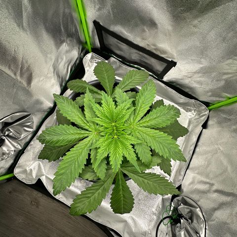Purple Lemonade FF growlog timeline photo