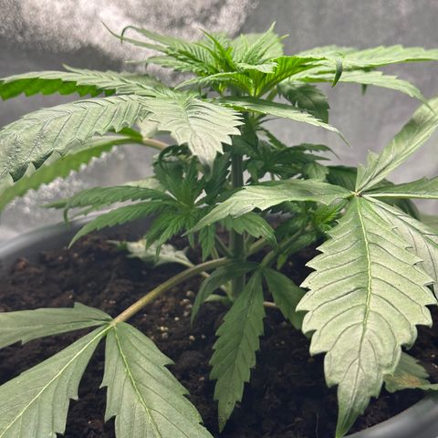 Purple Lemonade FF growlog timeline photo