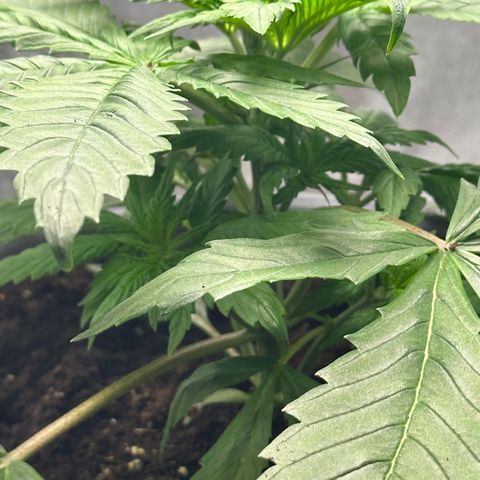 Purple Lemonade FF growlog timeline photo