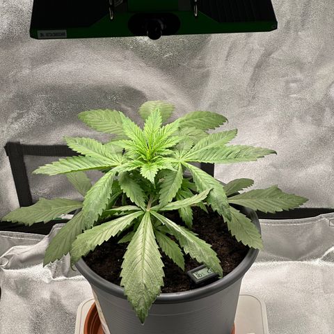 Purple Lemonade FF growlog timeline photo