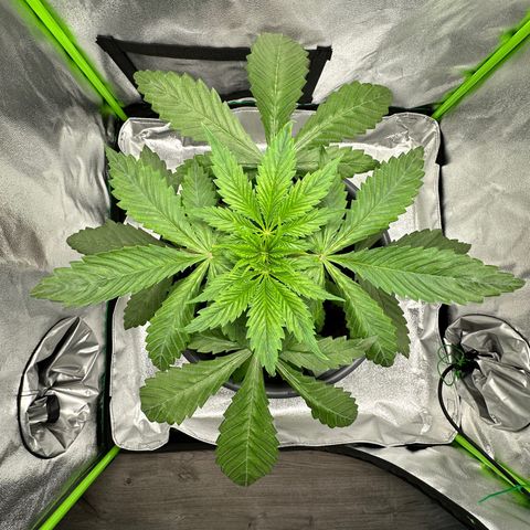 Purple Lemonade FF growlog timeline photo