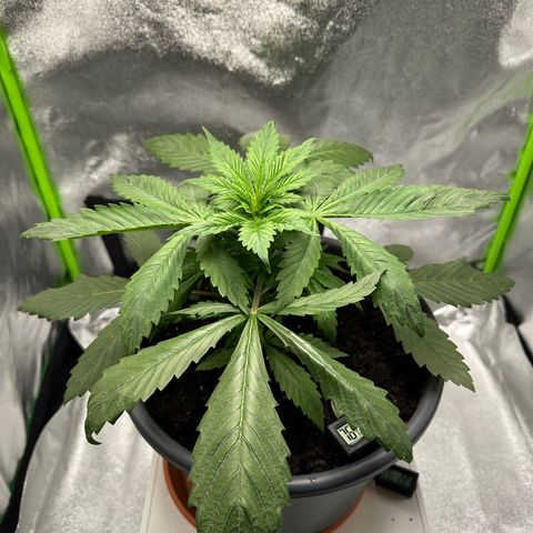 Purple Lemonade FF growlog timeline photo