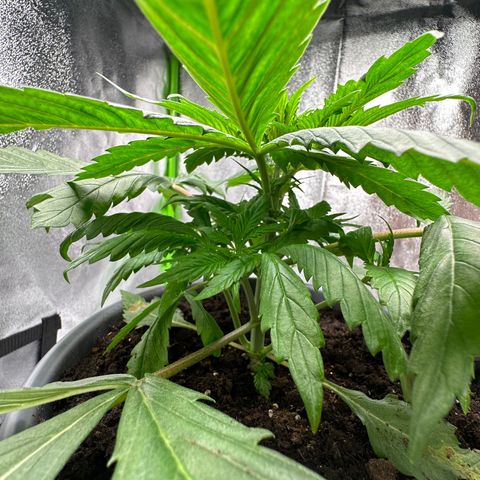 Purple Lemonade FF growlog timeline photo