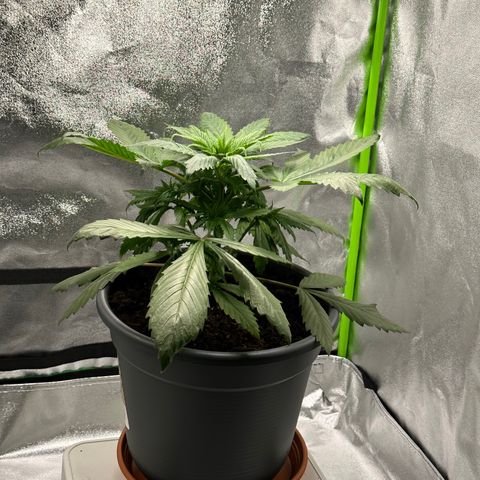 Purple Lemonade FF growlog timeline photo