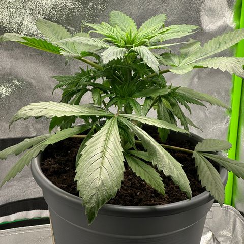Purple Lemonade FF growlog timeline photo