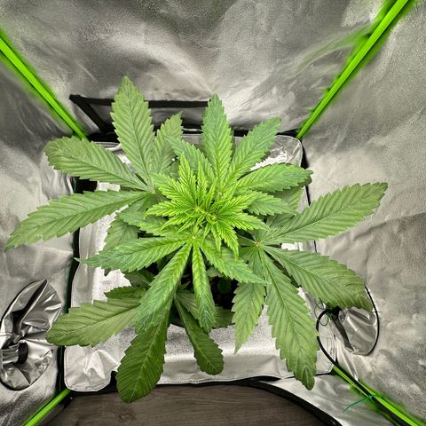 Purple Lemonade FF growlog timeline photo