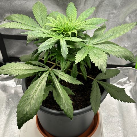 Purple Lemonade FF growlog timeline photo