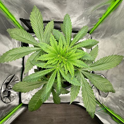 Purple Lemonade FF growlog timeline photo