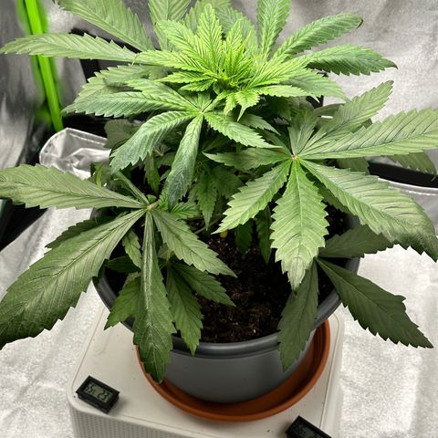 Purple Lemonade FF growlog timeline photo