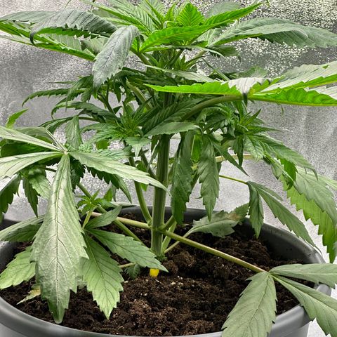 Purple Lemonade FF growlog timeline photo