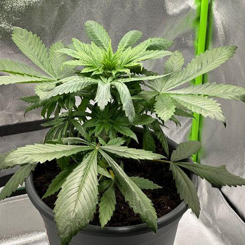 Purple Lemonade FF growlog timeline photo