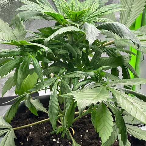 Purple Lemonade FF growlog timeline photo