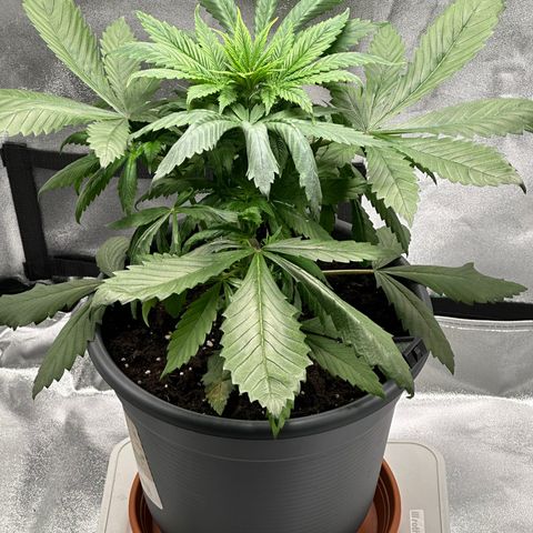 Purple Lemonade FF growlog timeline photo