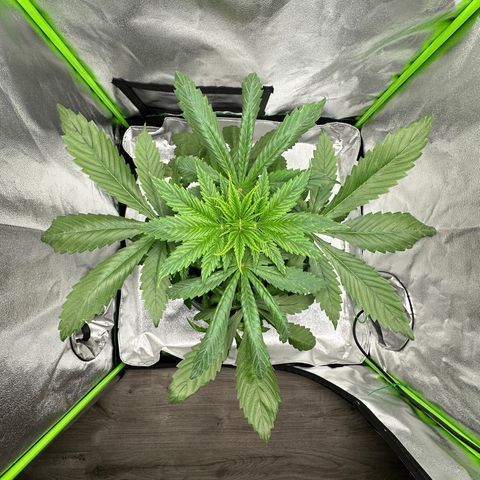 Purple Lemonade FF growlog timeline photo