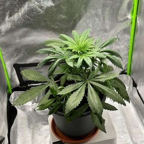 Purple Lemonade FF growlog timeline photo
