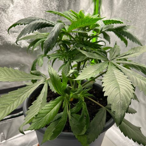 Purple Lemonade FF growlog timeline photo