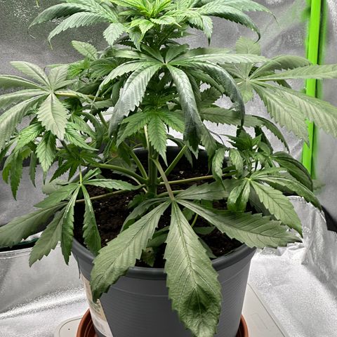 Purple Lemonade FF growlog timeline photo