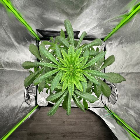 Purple Lemonade FF growlog timeline photo