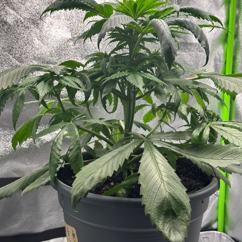 Purple Lemonade FF growlog timeline photo
