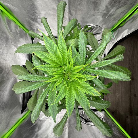 Purple Lemonade FF growlog timeline photo