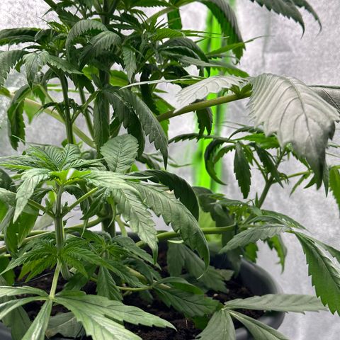 Purple Lemonade FF growlog timeline photo