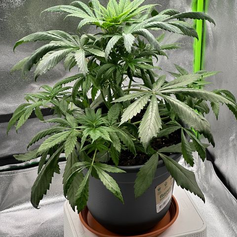 Purple Lemonade FF growlog timeline photo