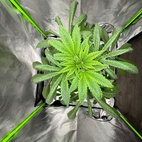 Purple Lemonade FF growlog timeline photo