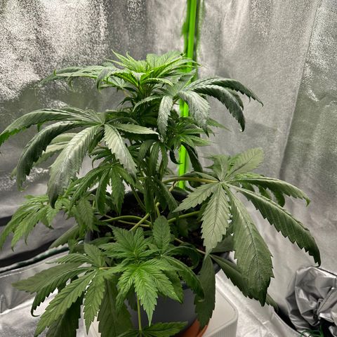 Purple Lemonade FF growlog timeline photo
