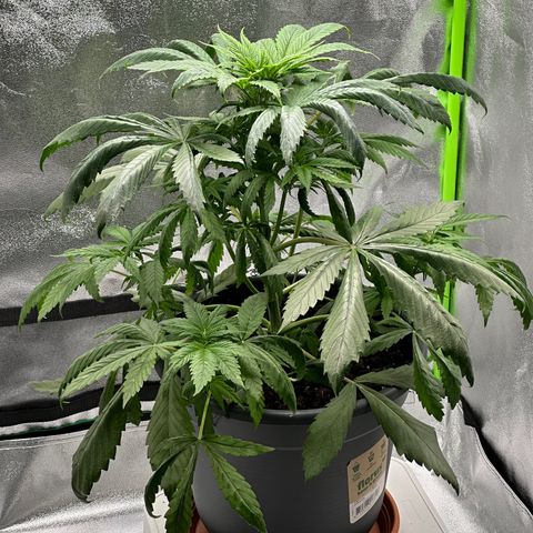 Purple Lemonade FF growlog timeline photo
